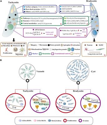 The determinants regulating Toxoplasma gondii bradyzoite development